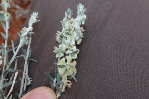 Image of Maireana lobiflora by (c) Thomas Mesaglio, some rights reserved (CC BY)