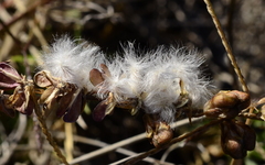 Eriospermum lanceifolium