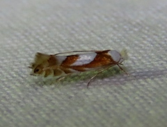 Phyllonorycter fitchella