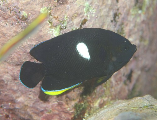 Photo of Zebra Angelfish (Centropyge tibicen)