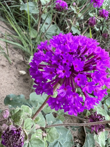 Amelia's sand verbena (Abronia ameliae)