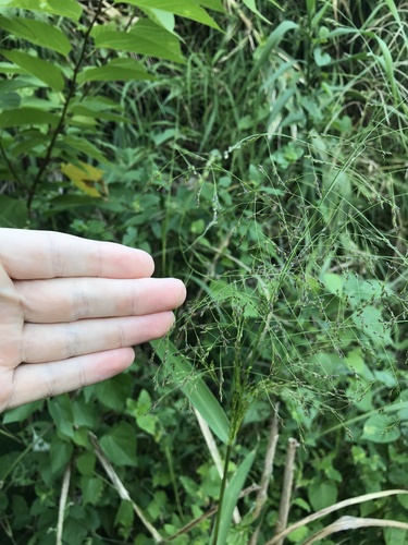 Image of Panicum bisulcatum by no rights reserved