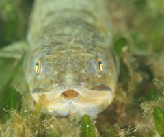 Brushtooth Lizardfish photo 5
