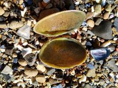 Venerupis largillierti