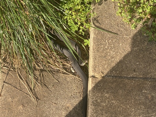 Highlands Copperhead sighting