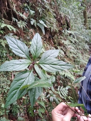 Lysimachia ardisioides