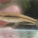 Bluntnose Minnow - Photo (c) jasonrl, some rights reserved (CC BY-NC)