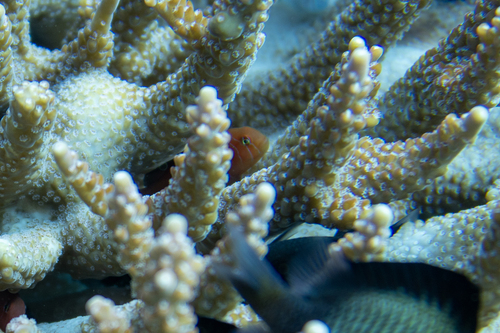 Gobiodon quinquestrigatus observed 2024-03-06