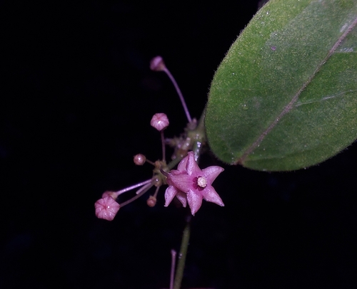 Tylophora indica