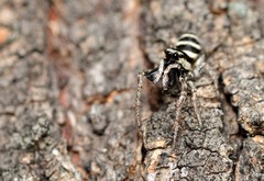 Salticus austinensis