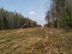 Bromus benekenii