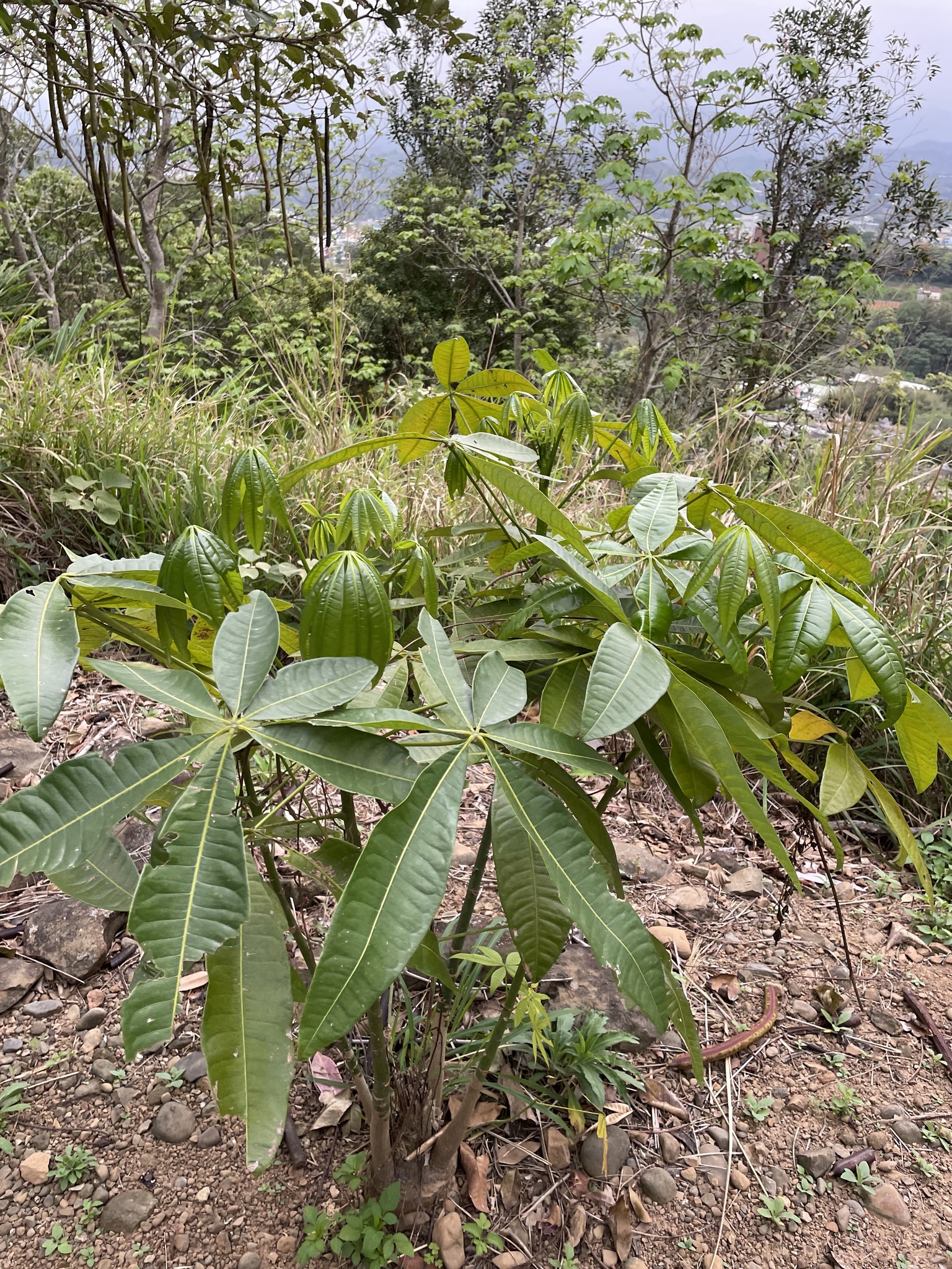 Imagem de Castanha-do-maranhão