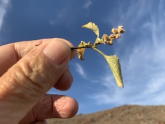 Ambrosia chenopodiifolia