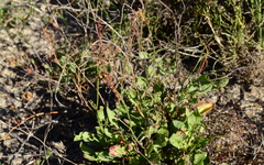 Rumex cordatus