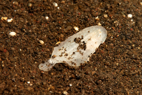 Aseraggodes albidus observed 2024-03-06