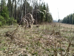 Bromus benekenii