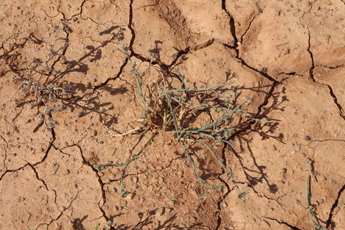 Image of Lepidium fasciculatum by (c) Thomas Mesaglio, some rights reserved (CC BY)