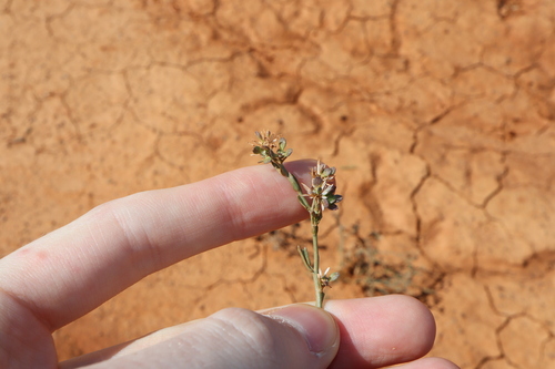 Image of Lepidium fasciculatum by (c) Thomas Mesaglio, some rights reserved (CC BY)