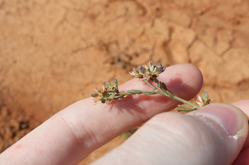 Image of Lepidium fasciculatum by (c) Thomas Mesaglio, some rights reserved (CC BY)