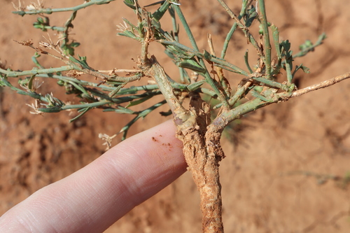 Image of Lepidium fasciculatum by (c) Thomas Mesaglio, some rights reserved (CC BY)