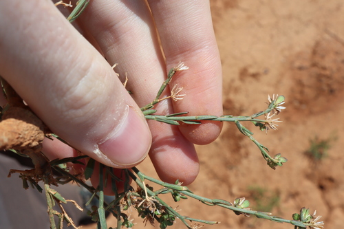 Image of Lepidium fasciculatum by (c) Thomas Mesaglio, some rights reserved (CC BY)