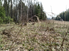 Bromus benekenii