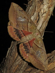 Chelepteryx chalepteryx