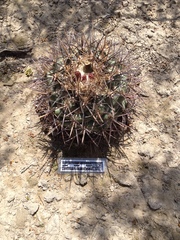 Coryphantha poselgeriana