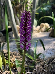 Arpophyllum giganteum