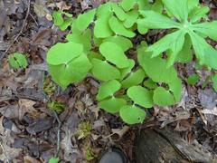 Jeffersonia diphylla