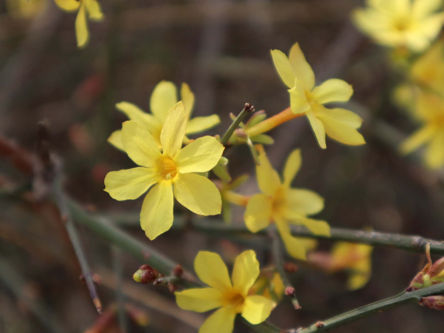 Jasminum nudiflorum