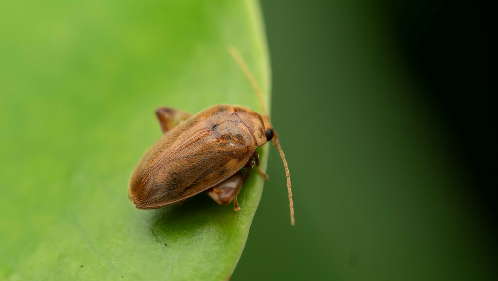 Meru Insect Marsh Beetles (Guide to the Small Aquatic Animal of Ngangkiparri ...