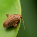 Mjukbaggar - Photo (c) ylsu, vissa rättigheter förbehållna (CC BY-NC), uppladdad av ylsu