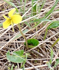 Viola nuttallii