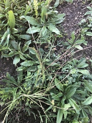 Schedonnardus paniculatus