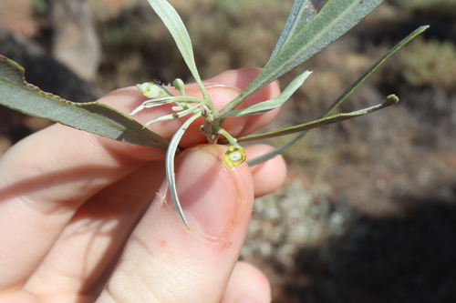 Image of Alectryon oleifolius by (c) Thomas Mesaglio, some rights reserved (CC BY)