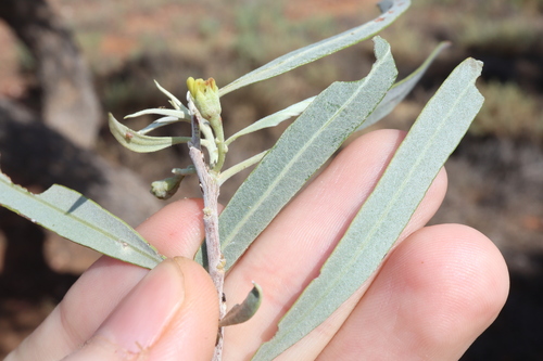 Image of Cattle Bush (Alectryon oleifolius) by (c) Thomas Mesaglio, some rights reserved (CC BY)