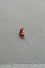 Talitroides topitotum