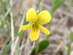Viola nuttallii