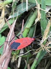 Antilochus nigripes