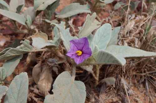 Image of Solanum lithophilum by (c) Thomas Mesaglio, some rights reserved (CC BY)