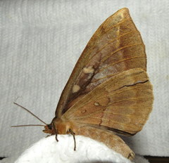 Chelepteryx chalepteryx