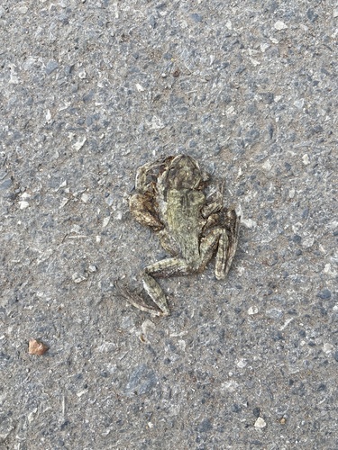 Spot-legged Tree Frog