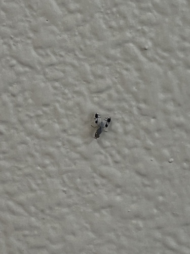iNaturalist observation photo of Trupanea