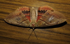 Chelepteryx chalepteryx