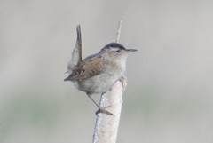 Cistothorus palustris pulverius