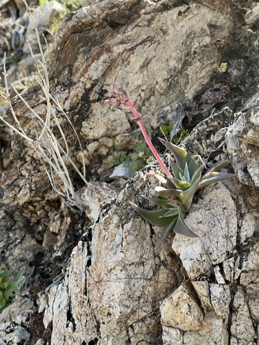 iNaturalist observation photo of Desert liveforever
