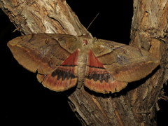 Chelepteryx chalepteryx