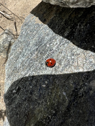 iNaturalist observation photo of Seven-spotted Lady Beetle
