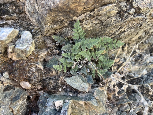 iNaturalist observation photo of Parry's lip fern